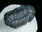 Phacops Trilobite From Morocco - Great Eyes #6118-3